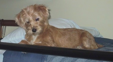 The left side of a tan with white Yorkese dog laying on a bed looking over the edge of the bed. The dog has a soft smooth shiny coat.