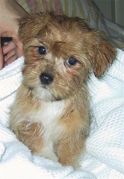 Close up front view - A soft looking, tan with white Yorktese puppy is wrapped in a towel, it is looking forward and its head is slightly tilted to the right. There is a persons hand behind it. The puppy looks like a stuffed toy.