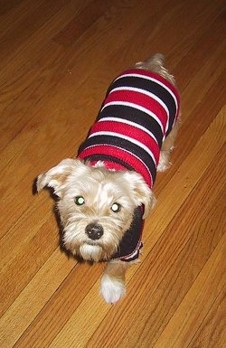 Top down view of a tan Yorkese that is walking across a hardwood floor and it is wearing a red and black with white shirt. It has a long body and a big black nose and wide round eyes.