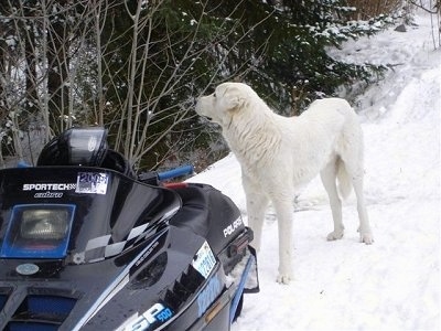 The front left side of a tall white Akbash Dog that is standing in the snow behind a snowmobile.