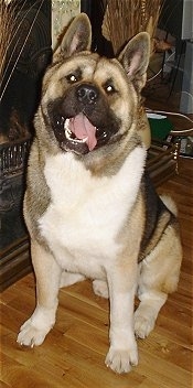 A tan and white with black Akita is sitting on a hardwood floor in front of a fireplace