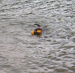 An Alano Español is swimming in a body of water with an orange toy in mouth