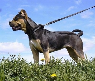 The front left side of a black with tan and white Alano Español Puppy is standing outside in grass with a leash on