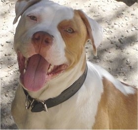 Close up upper body shot - A tan with white American Bulldog is wearing a black collar sitting in dirt looking up. Its mouth is open and tongue is out.