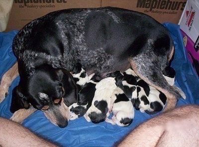 Stutty Christine the Bluetick Coonhound laying on a blanket nursing a litter of puppies and two hairy legs in front of them