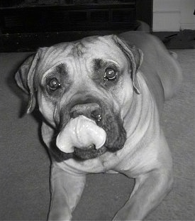 Close Up - Thor the Boerboel licking his nose laying on the floor looking at the Camera holder