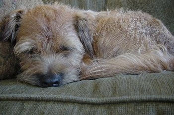 Close Up - Hamish the Border Terrier sleeping on a couch