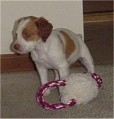 Maddy the Brittany Spaniel Puppy standing on a hardwood floor in front of a dog toy