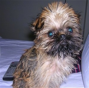 A tan and black Belgian Griffon puppy is sitting on a human's bed with a remote control behind it. The fur on the dog's head is all puffed out.