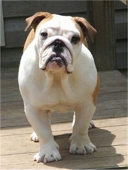 Hard 2 B Humbul the Bulldog Puppy with its head tilted slightly to the right and standing on a wooden porch