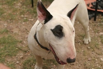 Close Up - Slinka the Bull Terrier with its head facing the right