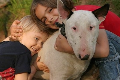 Arnold the Bull Terrier being hugged by two smiling children. Arnold is looking at the camera holder
