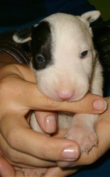 Close Up - Aniuta the Bull Terrier puppy in the hands of a person