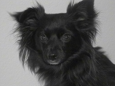black haired chihuahua