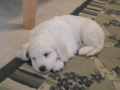 Cosmo the white Cockamo puppy is sleeping on a rug and there is a wooden table behind him