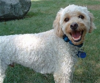 Scooby the cream Cockapoo is standing outside. He is in front of a large rock. Scooby has his mouth wide open looking like he is smiling.