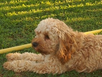 Buffy the tan Cockapoo is laying in a field next to a yellow hose