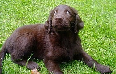 A brown Flat-Coated Retriever puppy is laying out in a field of grass