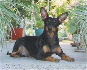 A large-eared black and tan German Pinscher is laying on a porch in between plants. Its head is tilted to the right