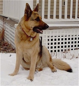 A black and tan German Shepherd is sitting in snow and behind it is a porch