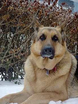 A black and tan German Shepherd is laying in snow in front of a line of brown bushes. It has snow on its chin.