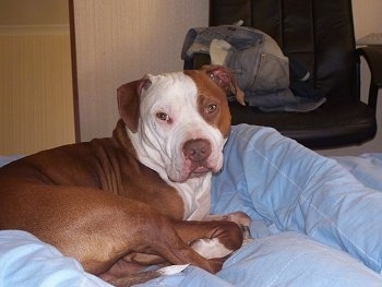 A brown with white Irish Staffordshire Bull Terrier is laying on a light blue human's bed.