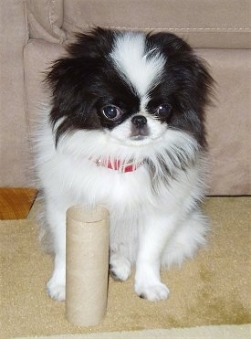 A white with black Japanese Chin is sitting in front of a tan couch and there is an empty cardboard toilet roll in front of it