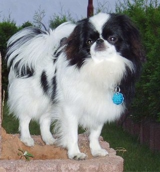 A white with black Japanese Chin is standing on a brick wall outside