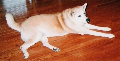 A tan with white Jindo is laying on a hardwood floor