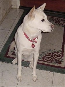 A white Jindo is sitting on a throw rug that is on top of a white tiled floor and looking to the left
