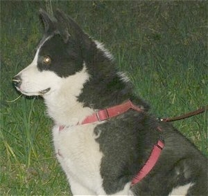 Close Up upper body side view - A black and white Karelian Bear Dog is wearing a red harness sitting in grass.