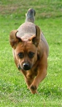 Front view - A brown with black Patterdale Terrier is running down a field and its ears are flopping up.
