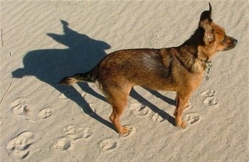 A brown with black Patterdale Terrier is standing outside in sand facing the right. There are paw prints leading up to it.