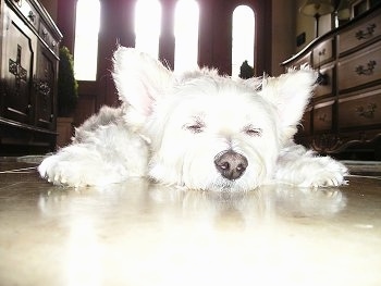 Close up front view down low level with the dog - A white Pomapoo is sleeping out on a hardwood floor.