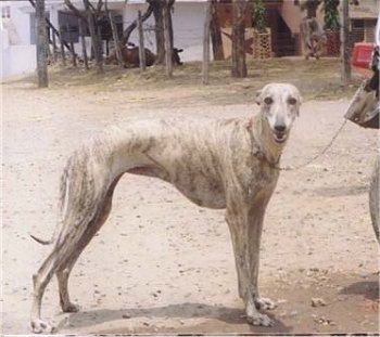 The right side of a tall, skinny, high arched white brindle Rampur Greyhound that is looking forward.