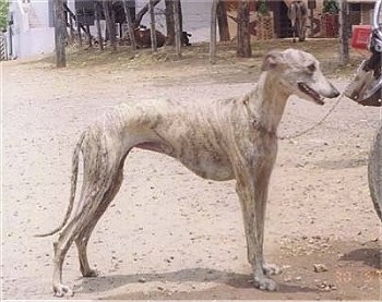 Right Profile - A tall, skinny, high arched, white brindle Rampur Greyhound dog is standing in dirt, its mouth is open and it is looking to the right.