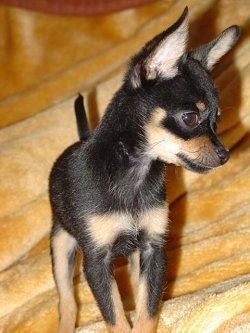 Close up view from the front - A short haired, black and tan Russian Toy Terrier puppy is standing on a gold blanket looking to the right.