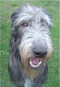 Close up front view - A long nosed black with grey Scottish Deerhound is sitting in grass and it is looking forward. Its mouth is slightly open and it looks like it is smiling.