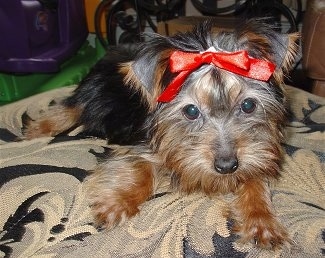 Close up front view - A little black and tan Silky Terrier dog is laying down on a pillow, it has a red ribbon in its hair. It has wide round eyes.