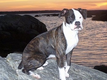 The right side of a brindle with white Valley Bulldog that is sitting across of a rock and it is looking forward. Behind the rock is a body of water and a sunset.