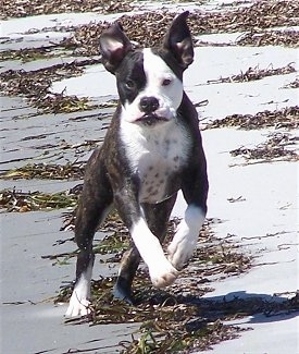 Action shot - A brindle with white Valley Bulldog puppy is jumping across sand and there are areas of seaweed behind it. The dogs ears are flying in the air.