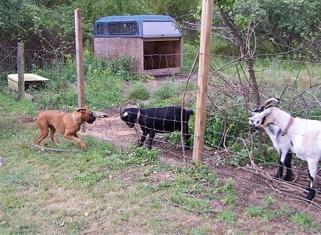 Allie the Boxer is jumping back away from the fence and the goats are moving closer to the wire fence trying to buck her