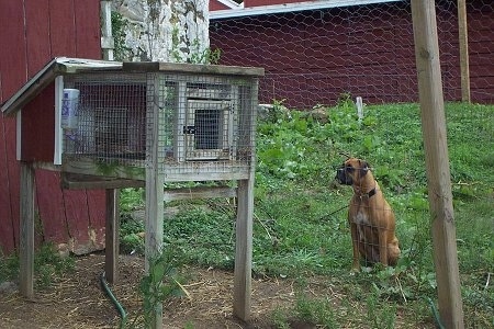 Allie the Boxer is sitting behind a wire fence and looking at a rabbit in a rabbit hutch