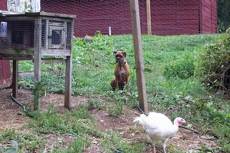 Allie the Boxer is sitting behind a wire fence and looking at a turkey moving across a lawn