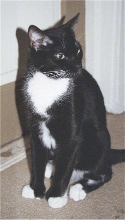 Spencer the black and white American Polydactyl cat is sitting on a carpet in front of a door and looking to the right