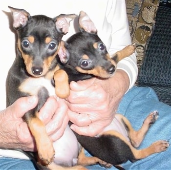 Two Miniature Pinscher/Rat Terrier mixes are sitting belly-out on a person's lap. The person is wearing blue jeans and a white shirt and has a hand on each puppy.