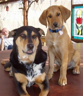 A black, tan and white Beago dog is laying on a table next to a smaller tan dog inside of a house with the sun shining in on a stain glass decoration and an older man sitting behind them.