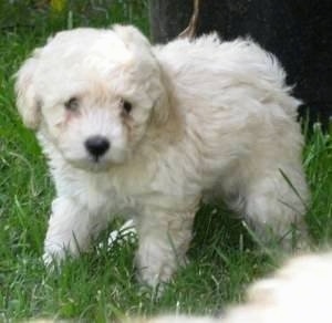 Bich-poo puppy standing on grass