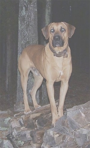 Tug the Black Mouth Cur standing on a firewood log pile