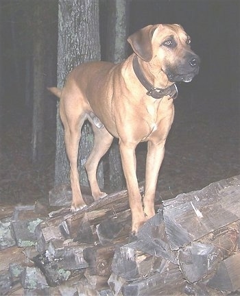 Tug the Black Mouth Cur climbing up chopped wooden logs